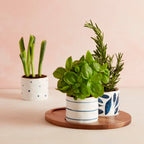 Bols à goûter Blue Bay - Lot de 3 - Avec plateau en bois