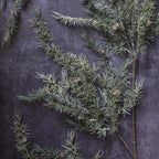 Branches artificielles de cèdre et de pomme de pin